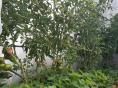 Serre bords droits Ø 32 - 2,30 x 4,50m (10m2) - H2,30m