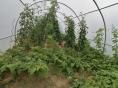 Serre de jardin Ø 40 - 4 x 9m (36m2) - H2,70m