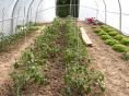 Serre de jardin Ø 40 - 4 x 6m (24m2) - H2,70m