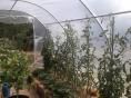 Serre de jardin Ø 25 - 3 x 4,50m (13,50m2) - H2,10m