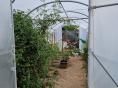 Serre de jardin Ø 40 - 4 x 7,50m (30m2) - H2,70m