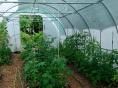 Serre de jardin Ø 40 - 4 x 7,50m (30m2) - H2,70m