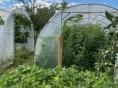 Serre de jardin Ø 25 - 3 x 6m (18m2) - H2,10m