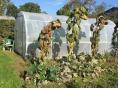 Serre de jardin Ø 32 - 3 x 6m (18m2) - H2,30m 