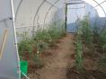 Serre de jardin Ø 40 - 4 x 6m (24m2) - H2,70m