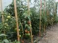 Serre de jardin Ø 25 - Forme tunnel - 3 x 6m (18m2)