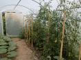 Serre de jardin Ø 25 - Forme tunnel - 3 x 6m (18m2)