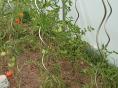 Serre de jardin Ø 32 - Forme tunnel - 3 x 6m (18m2)