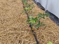 Serre de jardin Resist Classique Ø 32 - Forme tunnel - 3 x 9,60m (29m2)