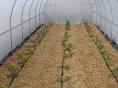Serre de jardin Resist Classique Ø 32 - Forme tunnel - 3 x 9,60m (29m2)