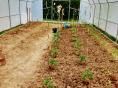 Serre de jardin 5 x 10,50m (52,50m2) - Forme bords droits - Resist Plus