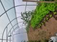Serre de jardin  3 x 6m (18m2)  - Forme tunnel - Résist