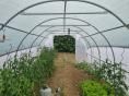 Serre de jardin  3 x 6m (18m2)  - Forme tunnel - Résist
