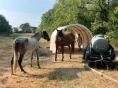 Abris Chevaux 3m - Résist