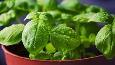 Blog : Cultiver des plantes aromatiques sous serre de jardin