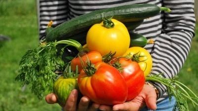 10 astuces pour maximiser le rendement de votre potager