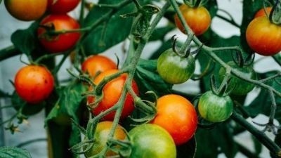 Comment protéger les tomates sous serre de jardin du Mildiou