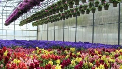 Blog : Quelles fleurs planter sous serre ?