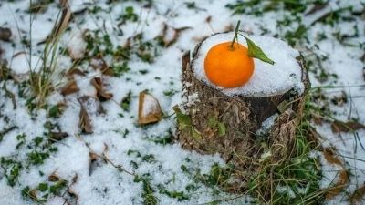 Agrumes sous serre de jardin : Comment se protéger de l’hiver ?