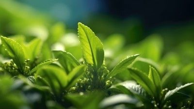 Blog : Cultiver les plantes aromatiques sous serre de jardin : conseils et astuces pour un potager réussi