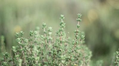 Culture du thym en serre de jardin : Variétés et conseils