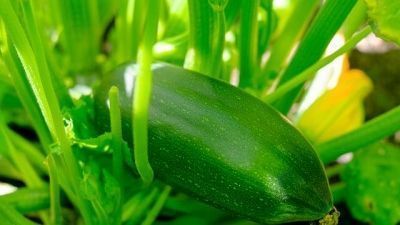 Comment cultiver des courgettes sous serre ?