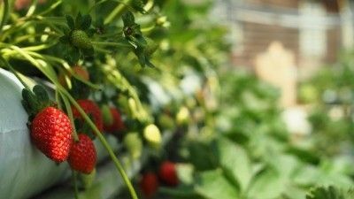Las 5 mejores frutas para plantar en tu invernadero 
