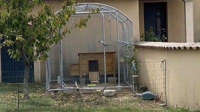 La importancia de la seguridad en los gallineros: cómo proteger a tus aves de depredadores 