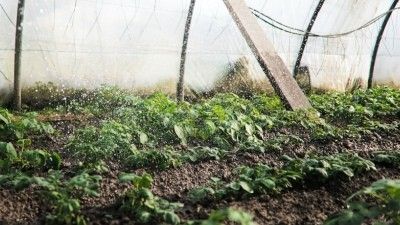 ¿Cómo elegir el invernadero de jardín perfecto para sus plantas? 