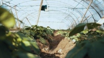 ¿Qué plantar en invernadero en invierno? 