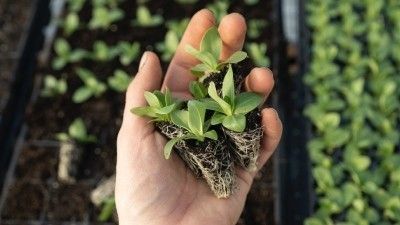 Agrosostenibilidad: definición y beneficios en el contexto de invernaderos de jardín