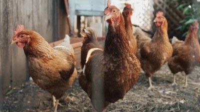 ¿Cómo elegir el gallinero perfecto para sus gallinas? 