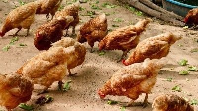Beneficios de criar gallinas en un recinto al descubierto 