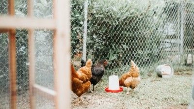 Cuidados básicos para mantener a sus gallinas felices y saludables en su recinto 