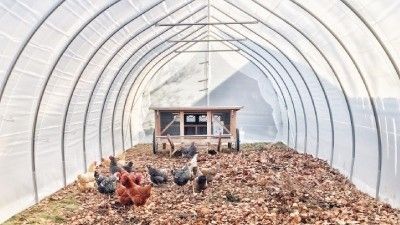 Diseños revolucionarios de gallineros: combine comodidad y eficiencia en la cría de aves 