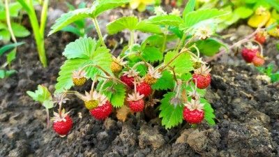Pourquoi et comment cultiver des fraises sous serre ?