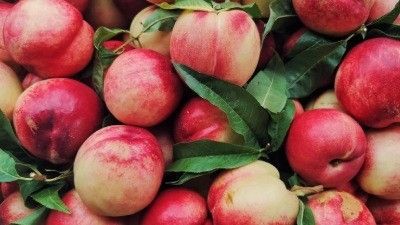 Cultivar Nectarinas en su invernadero: qué pasos seguir 