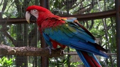 El arte de atraer aves silvestres a tu jardín con una pajarera de exterior