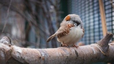 Pajareras de exterior y conservación de aves: cómo contribuir al bienestar de las especies locales 