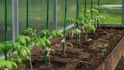 Quelle est la distance idéale de plantation des tomates en serre ?