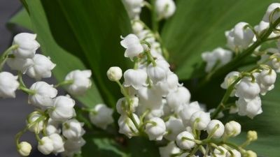 Que planter en mai sous une serre de jardin ?