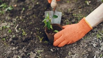 Que faire au potager en juin ?