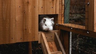 Enclos lapin extérieur fait maison : guide complet