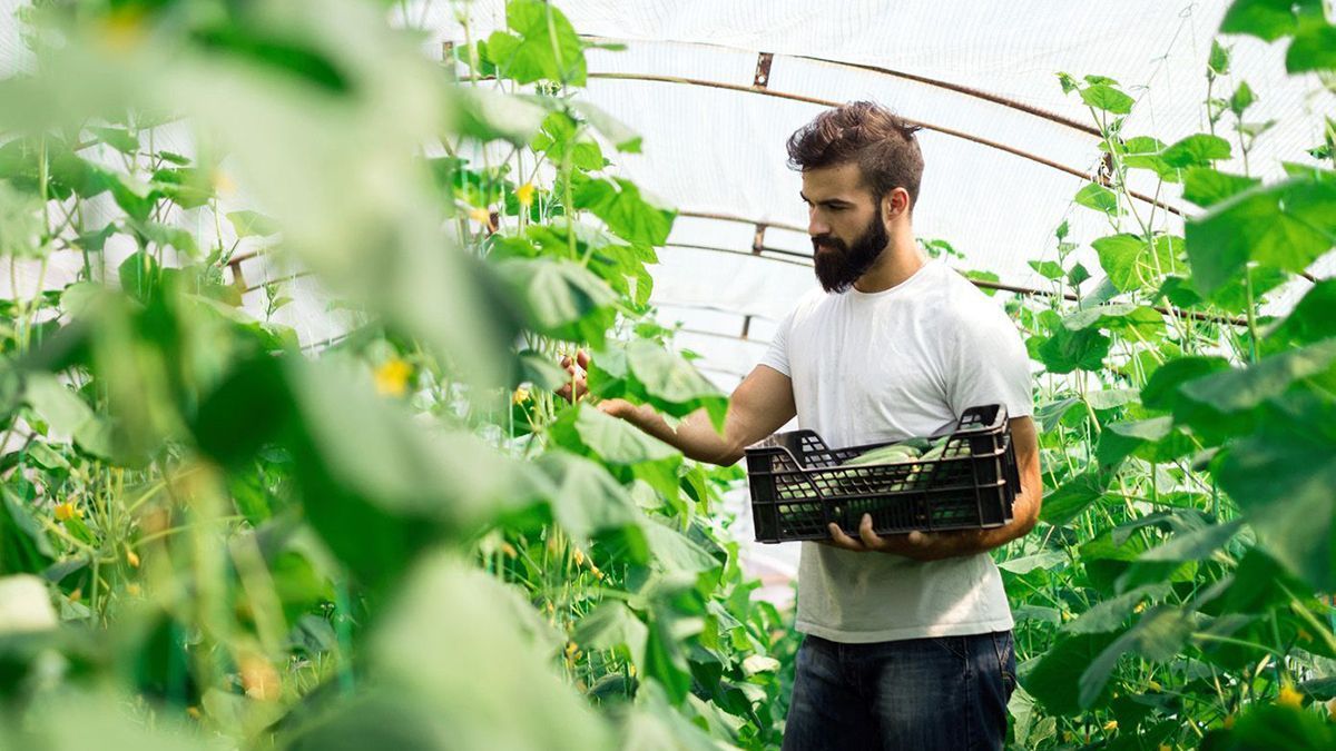 Jardinier récoltant ses légumes sous une serre tunnel