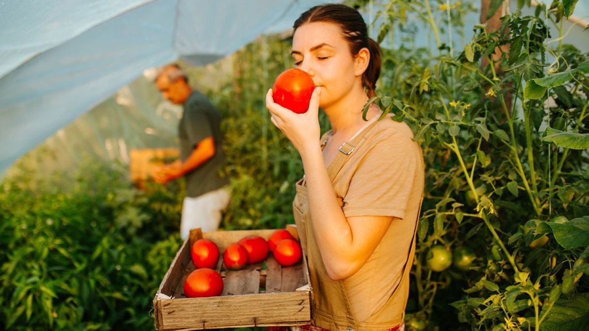 Jardinière sentant une tomate fraîchement cueillie