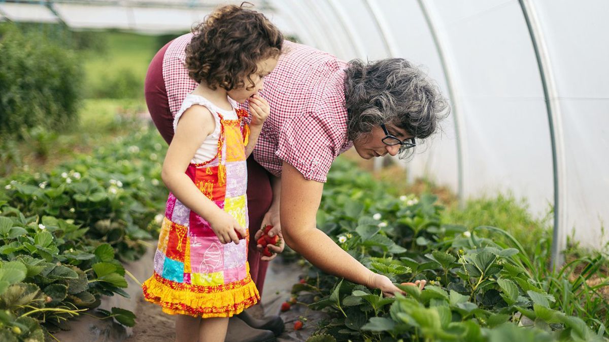 Grand-mère et enfant cueillant des fraises sous serre