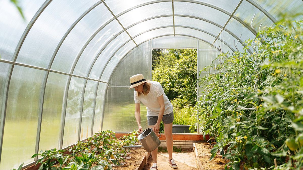 Jardinière arrosant ses cultures dans une serre tunnel