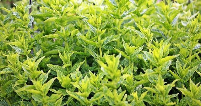 Menthe cultiver sous une serre de jardin