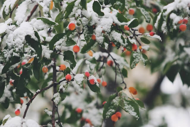 protéger arbres agrumes sous serre durant l'hiver