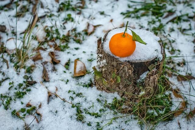 Agrumes : comment les hiverner et les protéger du froid en hiver